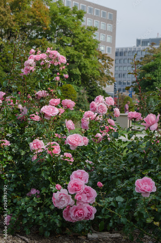 薔薇の公園