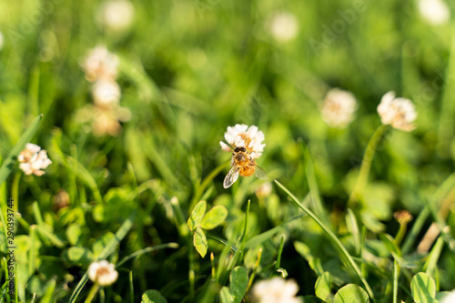 Honey Bee Foraging Nectar from White Flower
