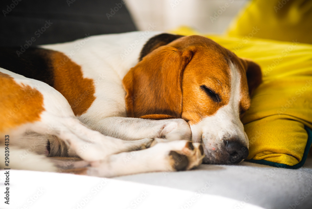Funny Beagle dog tired sleeps on a cozy sofa, couch, on yellow cushion