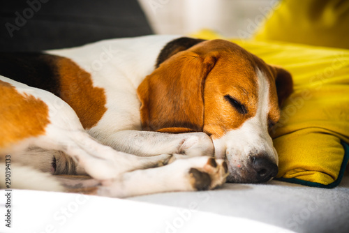 Funny Beagle dog tired sleeps on a cozy sofa, couch, on yellow cushion © Przemyslaw Iciak