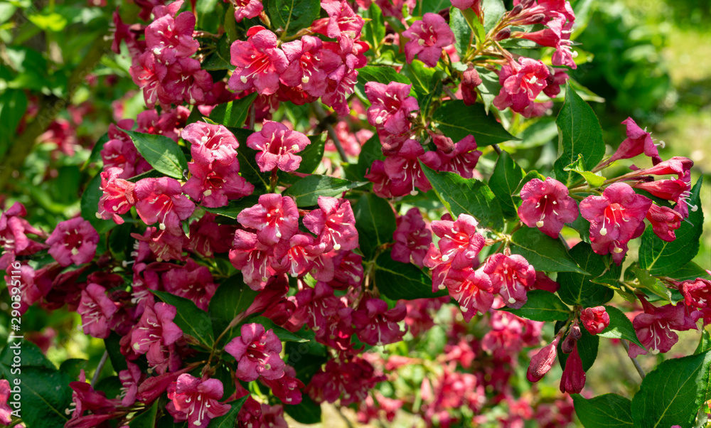 Obraz premium Luxury bush of flowering Weigela Bristol Ruby. Selective focus and close-up beautiful bright pink flowers against evergreen in ornamental garden. Nature concept for design