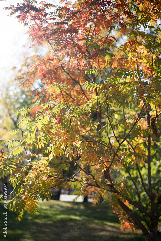 Autumn yellow, orange, red leaves on a tree branch in the rays of the setting sun.