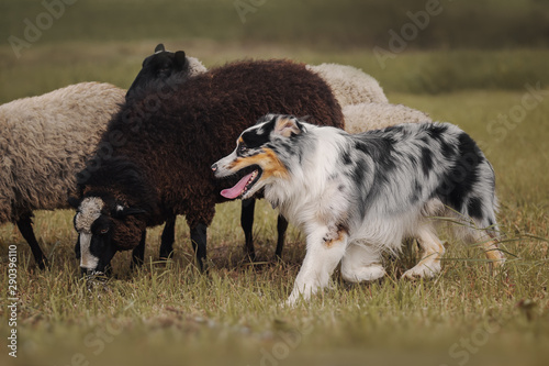 Aussie dog herding sheep 