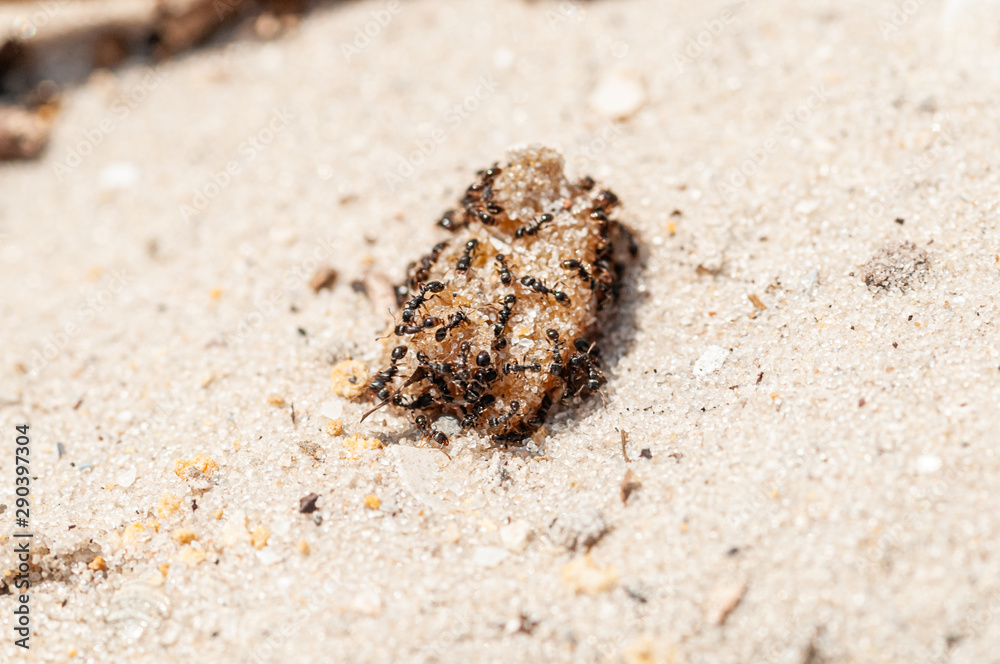 Ants eating jam on the yellow sand Ants eating jam on the yellow sand