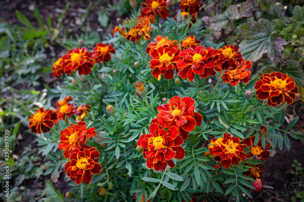 Beautiful orange red marigold flowers background pattern in tagetes garden. Beautiful orange red marigold flowers background pattern in tagetes garden.