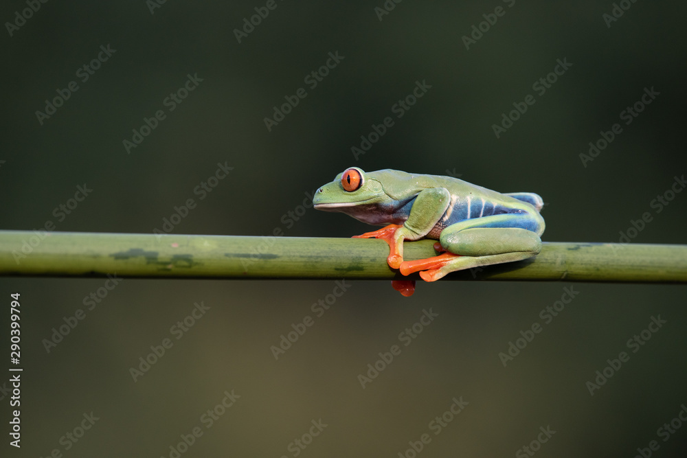 Red-eyed Tree Frog, Agalychnis callidryas, sitting on the green leave in tropical forest in Costa Rica.