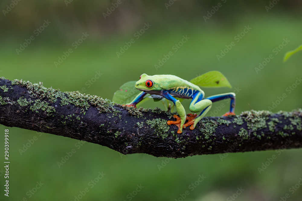 Naklejka premium Red-eyed Tree Frog, Agalychnis callidryas, sitting on the green leave in tropical forest in Costa Rica.
