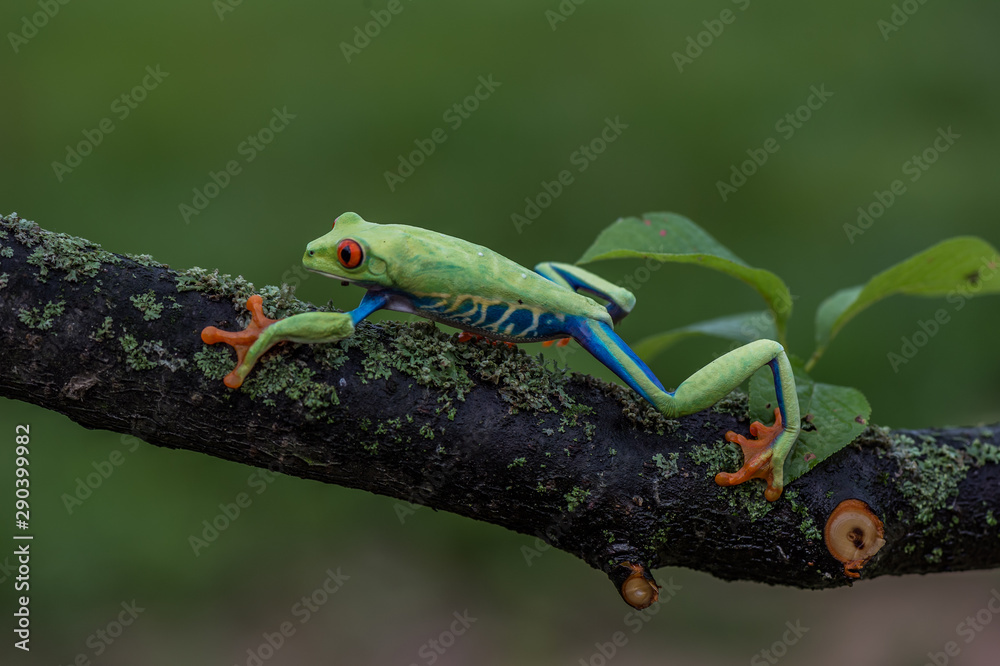 Naklejka premium Red-eyed Tree Frog, Agalychnis callidryas, sitting on the green leave in tropical forest in Costa Rica.
