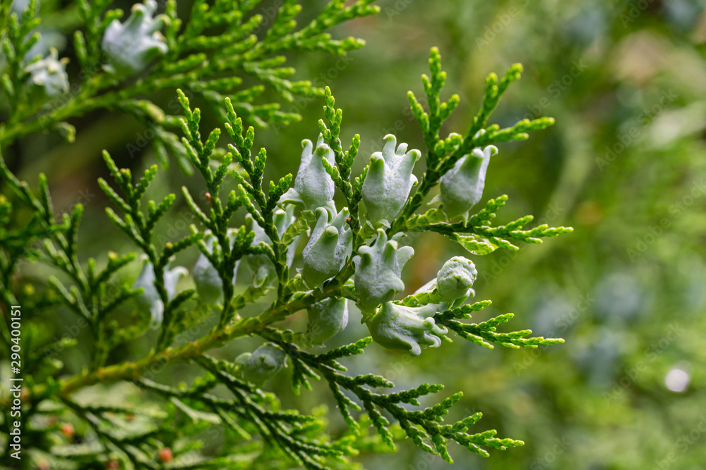 Amazing blue seeds of thuja tree (Platycladus orientalis). Platycladus ...