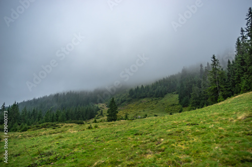 Fir forest in the foggy autumn day