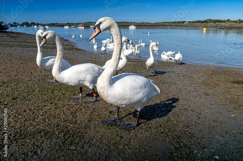 Large White Mute Swans of Hullbridge and Woodham Ferrers Battlebridge Basin on the River Crouch