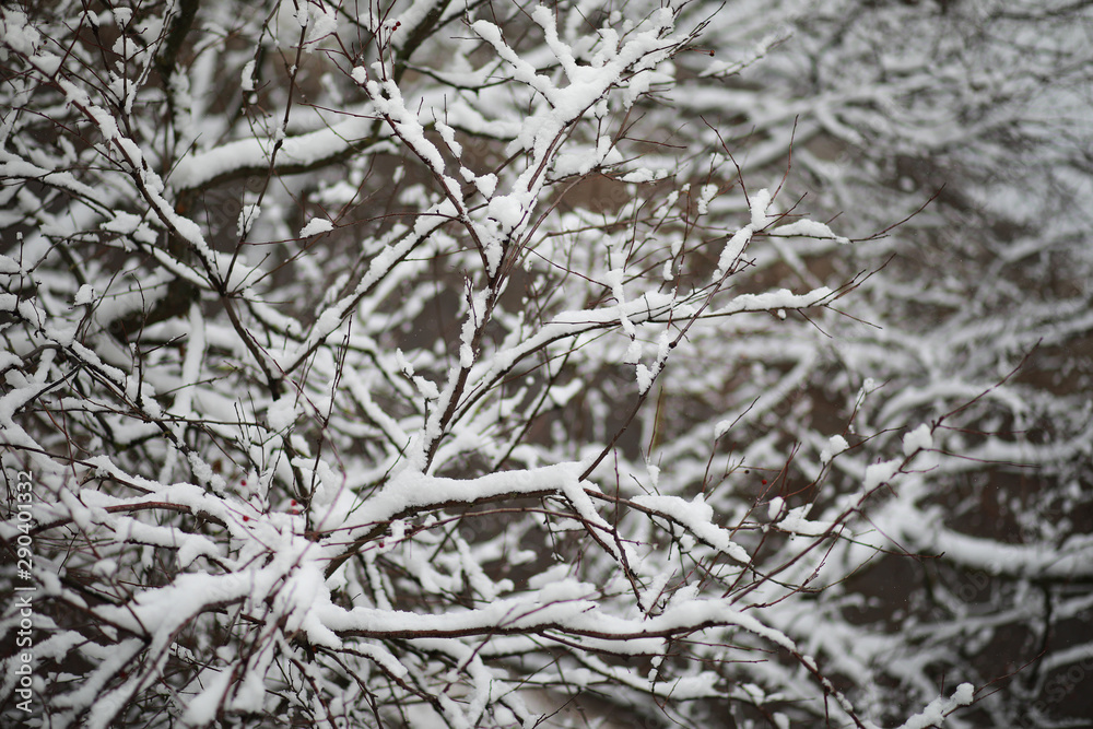 Winter Park. Landscape in snowy weather. January. Winter Park. Landscape in snowy weather. January.