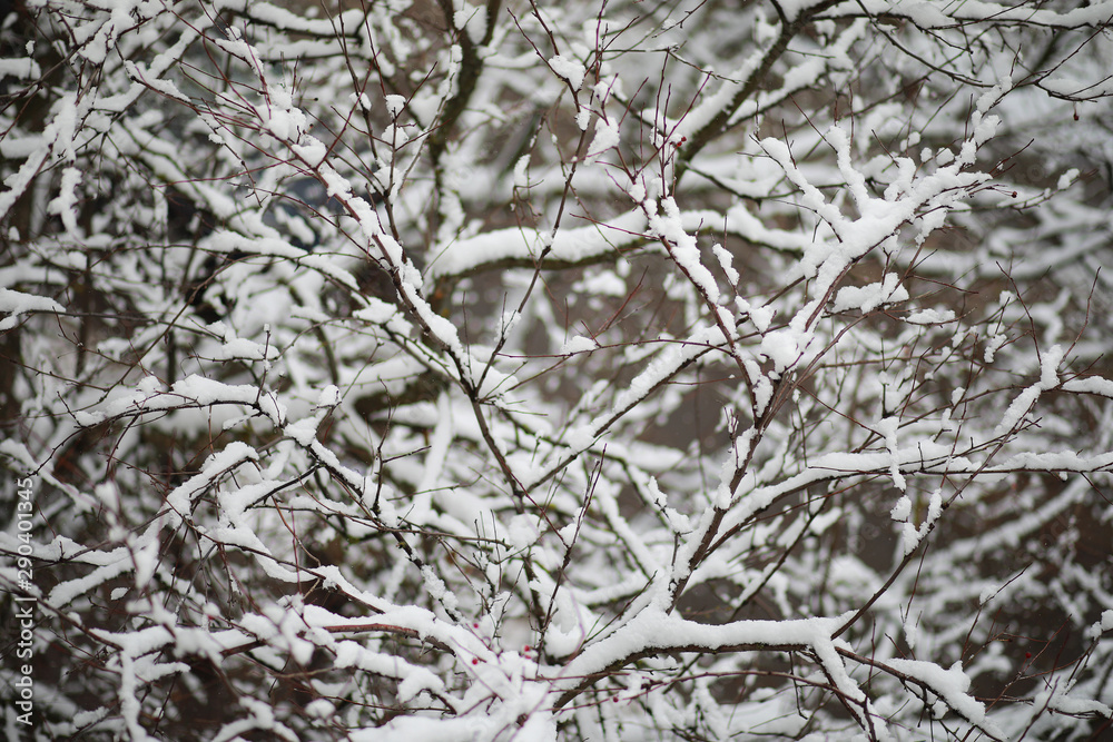 Winter Park. Landscape in snowy weather. January. Winter Park. Landscape in snowy weather. January.