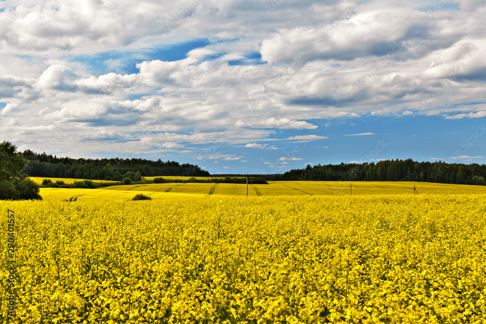 Bright yellow rapeseed field under a blue sky with white clouds on a sunny day Bright yellow rapeseed field under a blue sky with white clouds on a sunny day