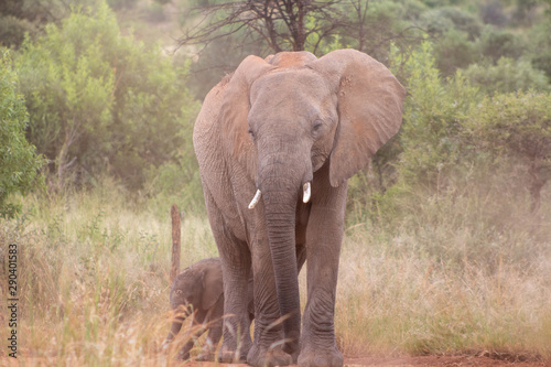 Elephant family