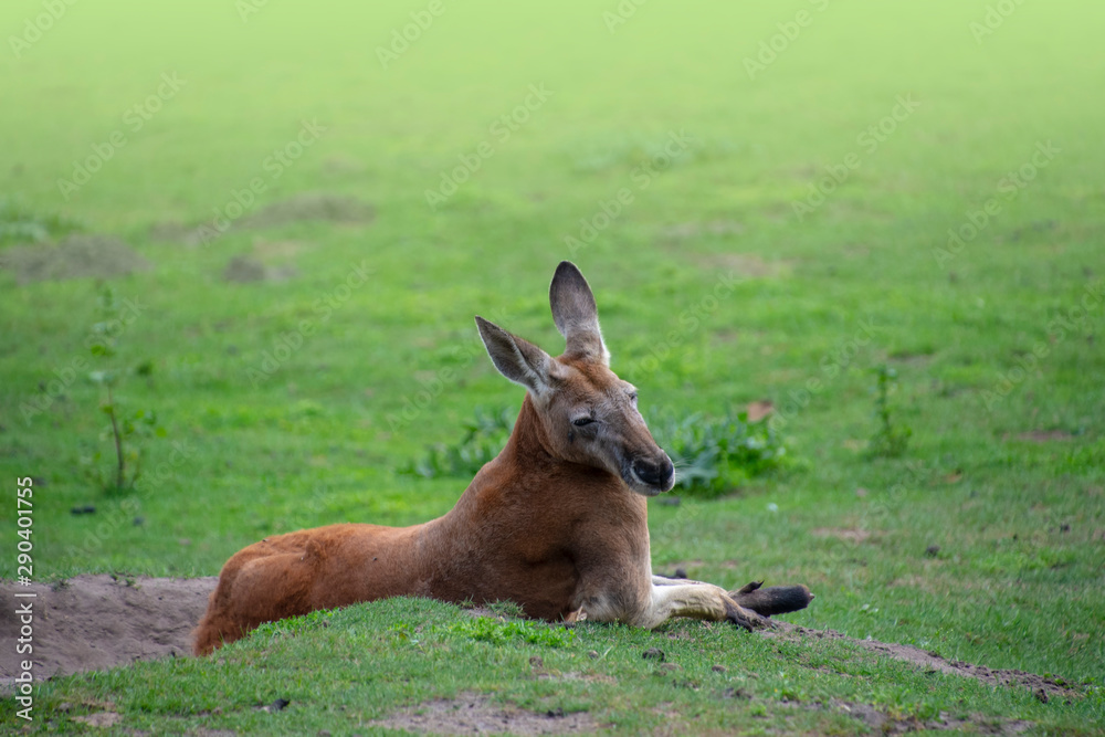 Fototapeta premium Relaxing red kangaroo (Macropus rufus) - the largest of all kangaroos
