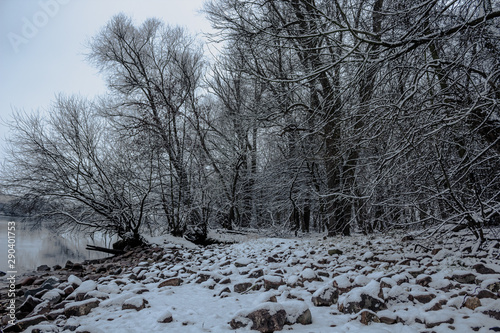 Trees covered by snow