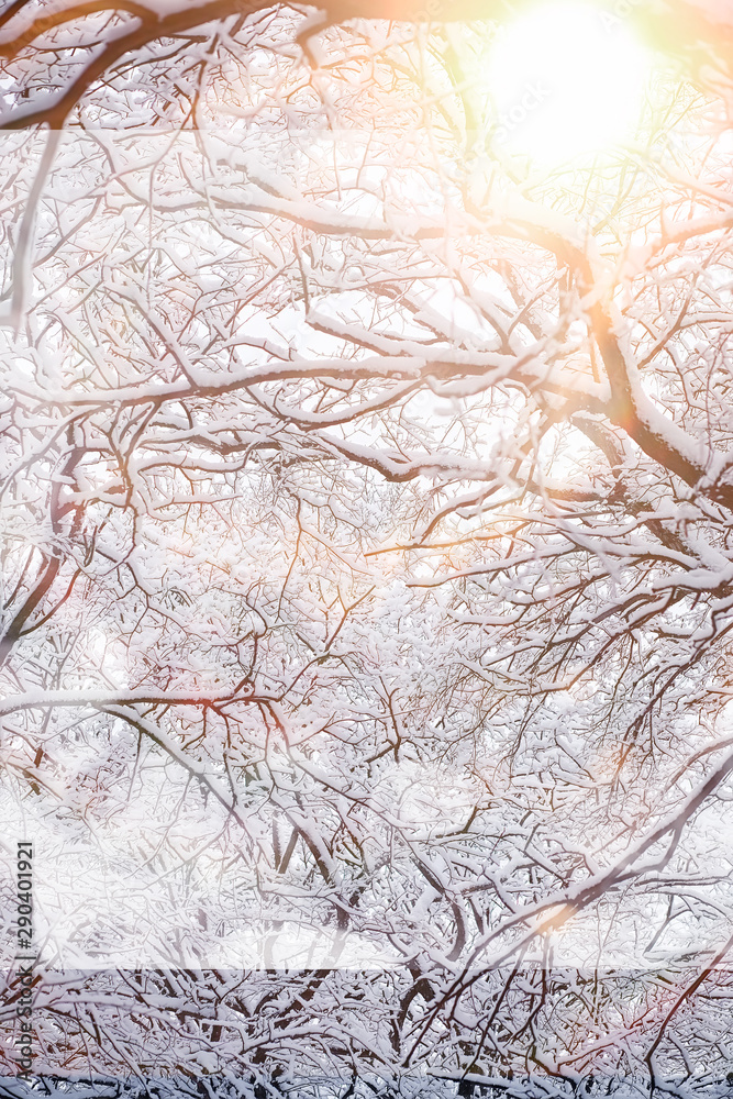 Winter landscape. Forest under the snow. Winter in the park. Winter landscape. Forest under the snow. Winter in the park.