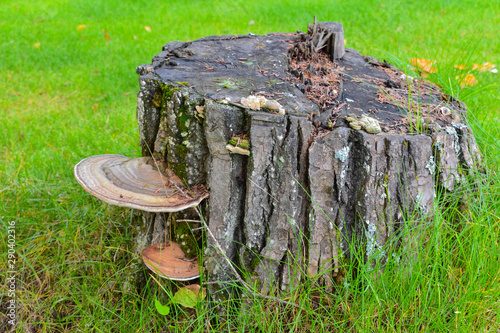 Konstfotografi stump in the forest
