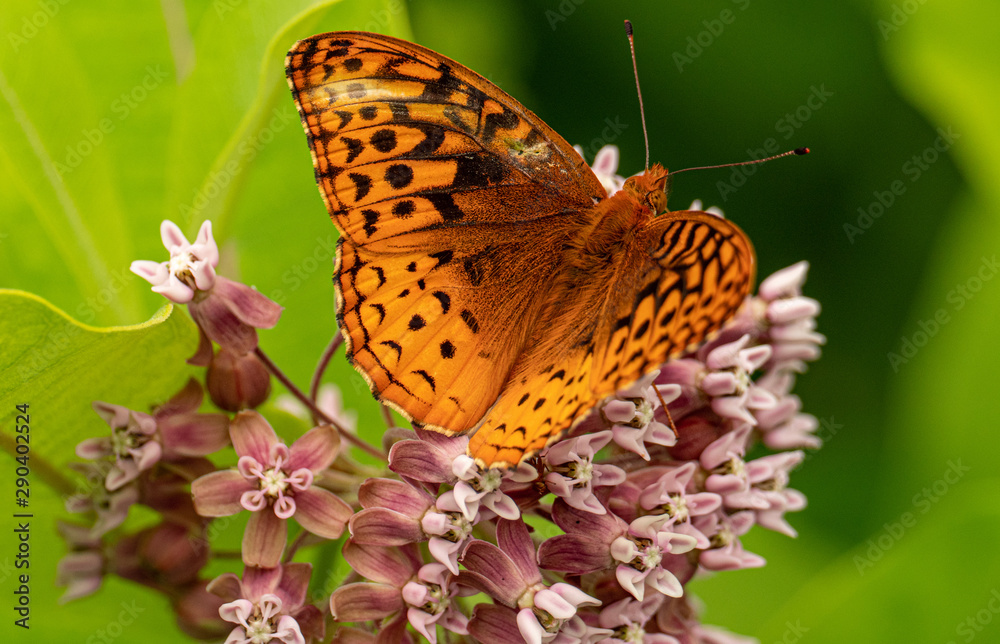 Fototapeta premium Atlantis Fritillary