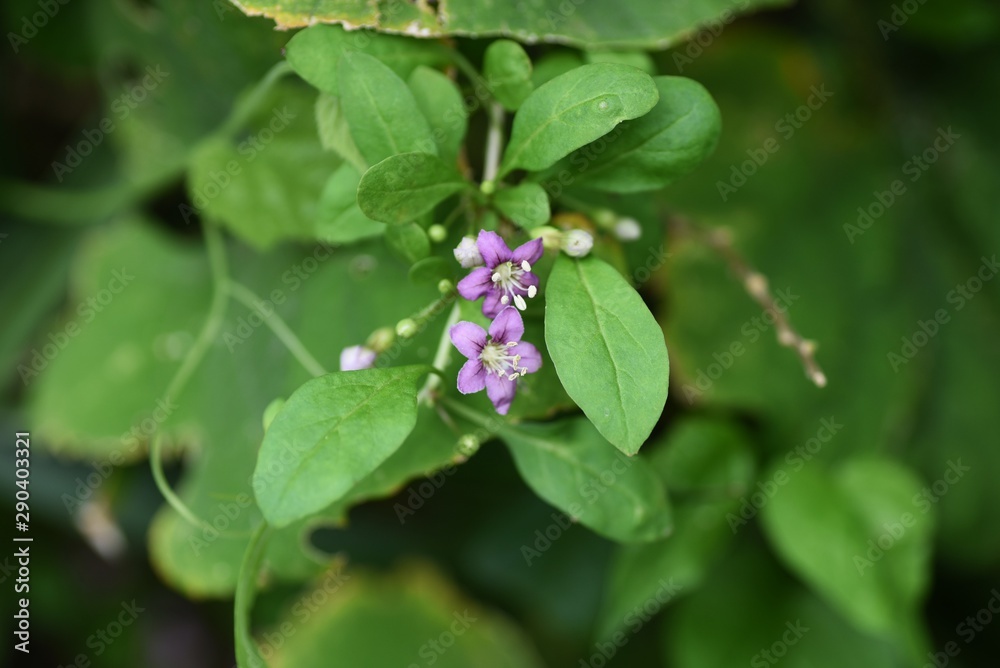 Chinese desert-thorn (Licium chinens) is a medicinal plant with light purple flowers blooming in autumn and is also used for fruit wine. Chinese desert-thorn (Licium chinens) is a medicinal plant with light purple flowers blooming in autumn and is also used for fruit wine.