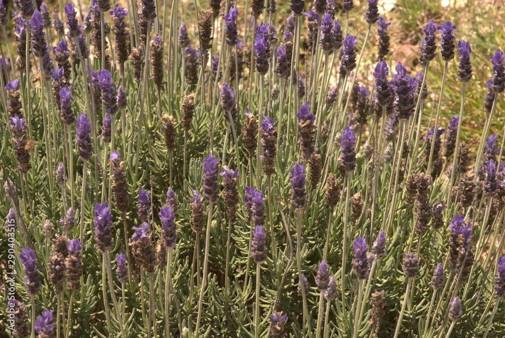 Obraz premium Flores lavanda