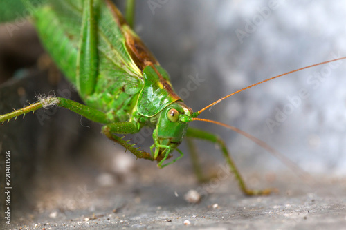 Big green Grasshopper in the green Grass, macro View