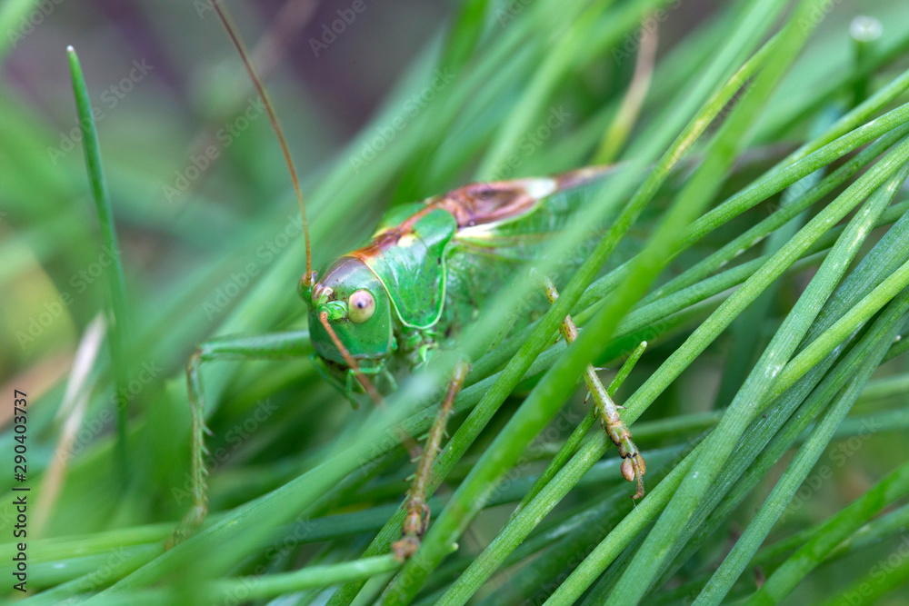 Naklejka premium Big green Grasshopper in the green Grass, macro View