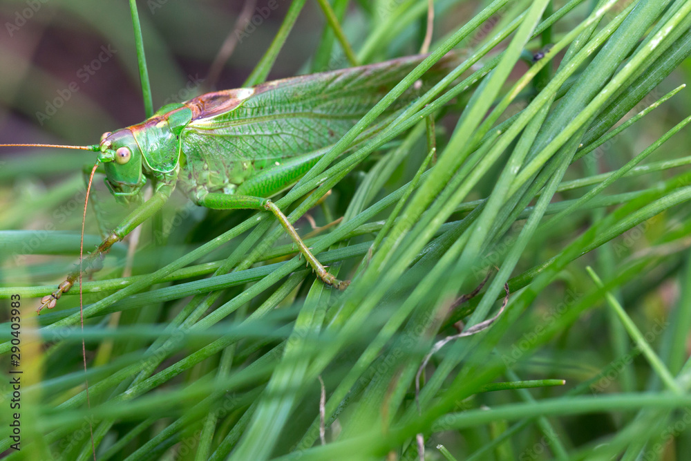 Big green Grasshopper in the green Grass, macro View Big green Grasshopper in the green Grass, macro View