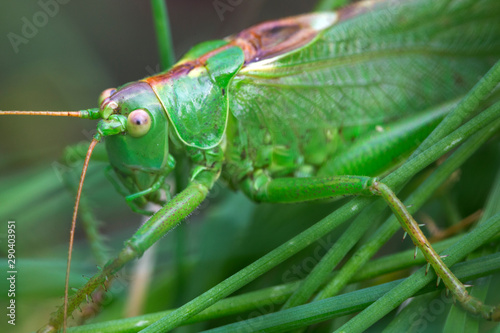 Big green Grasshopper in the green Grass, macro View