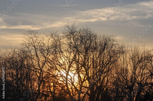 Forest Sunset