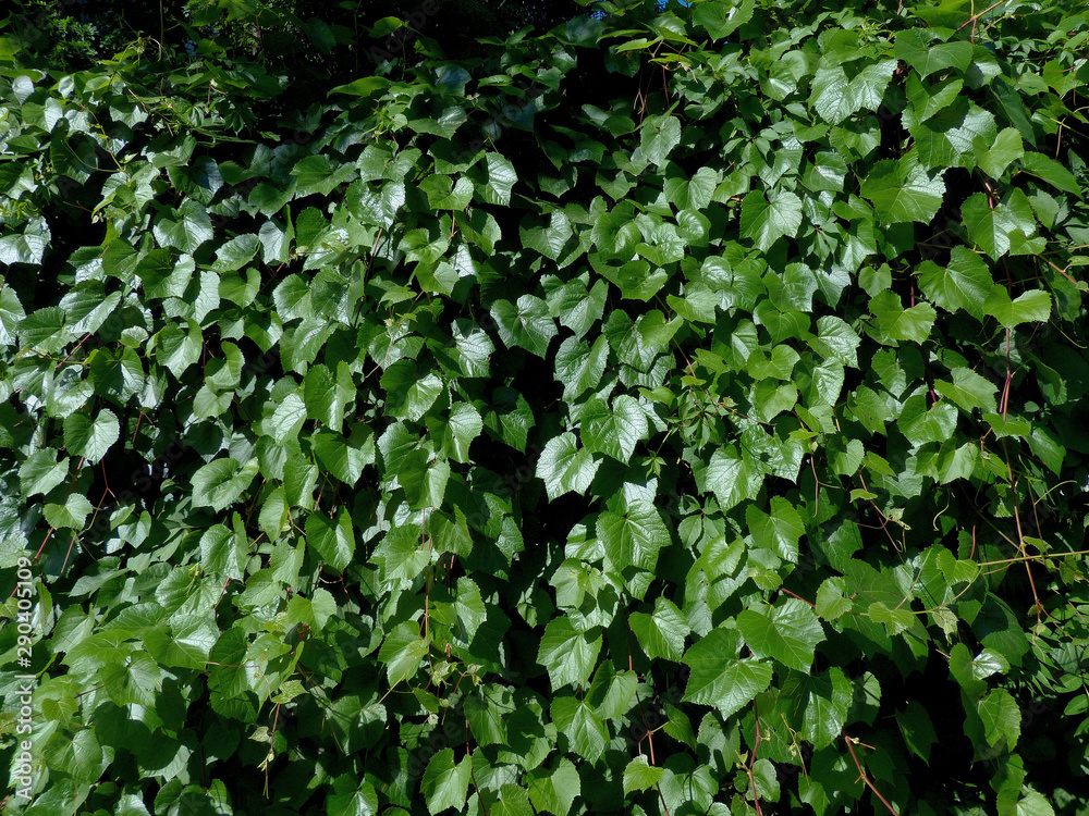 Obraz premium background of green leaves