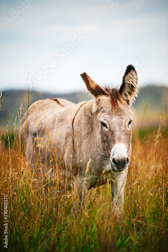 Burro in Field