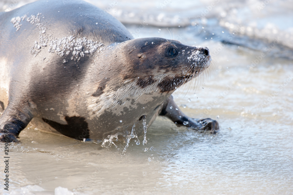 Obraz premium An adult harp seal or saddleback seal on a pan of ice covered in water and snow. The seal has a grey skin or coat of fur with brown spots, flippers, large belly, dark eyes and claws that move it.