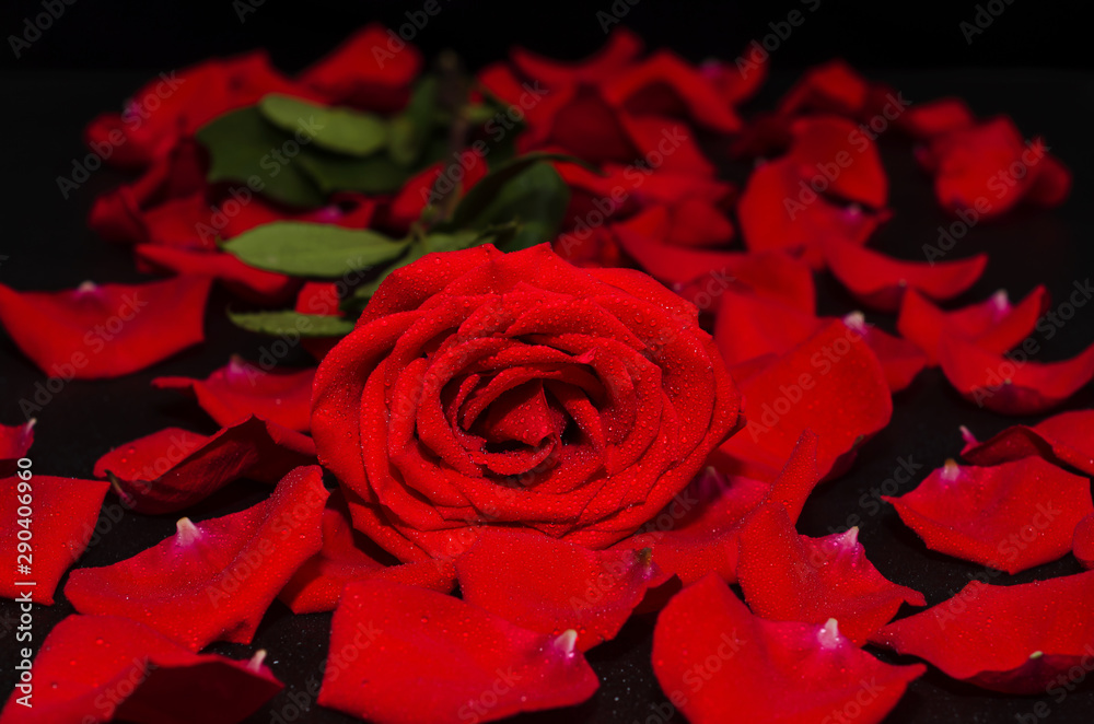 Naklejka premium Red rose lies against the background of petals