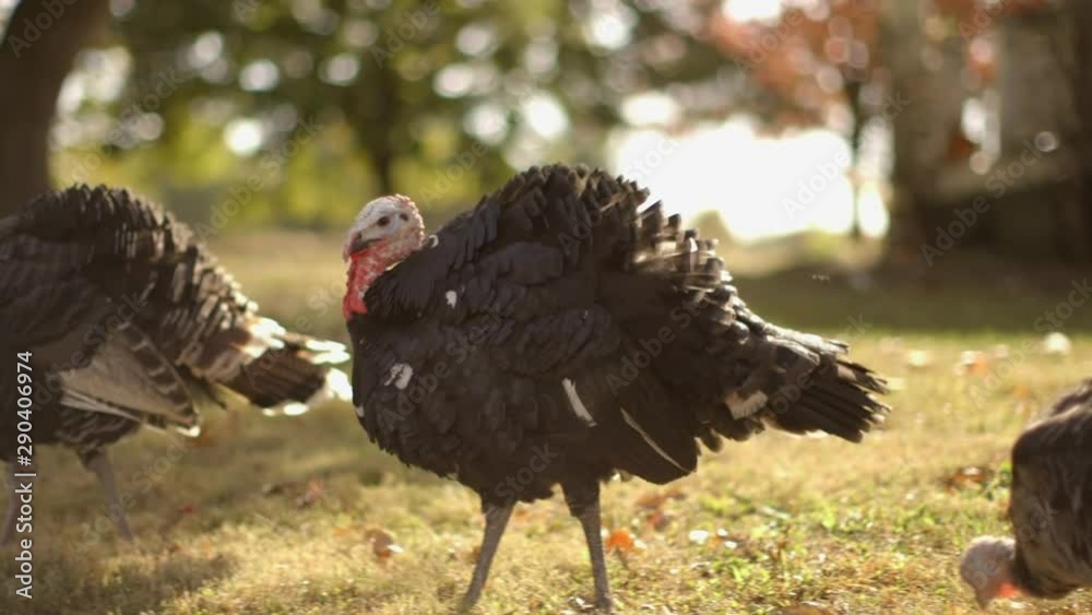 Turkeys grazing in autumn grass Turkeys grazing in autumn grass