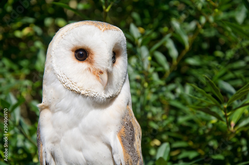 Barn owl portrait.