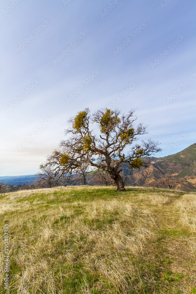 Old Oak tree standing  in a field of grass