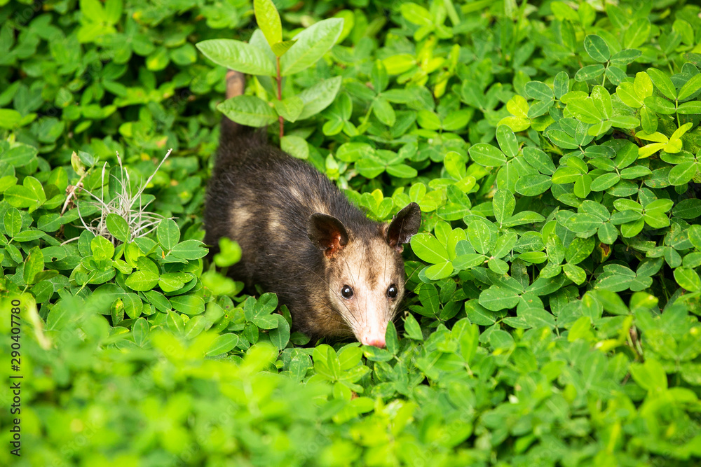 marsupial mammal opossum - Didelphis marsupialis marsupial mammal opossum - Didelphis marsupialis