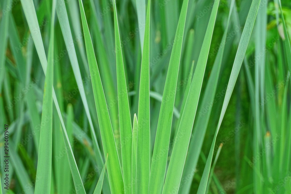 Natural green background of long leaves of ornamental plants Natural green background of long leaves of ornamental plants
