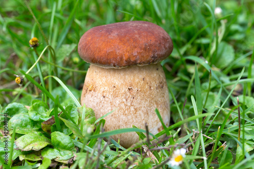 The white Summer Boletus in the Nature