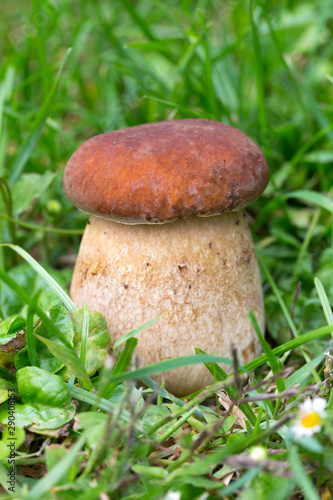 The white Summer Boletus in the Nature