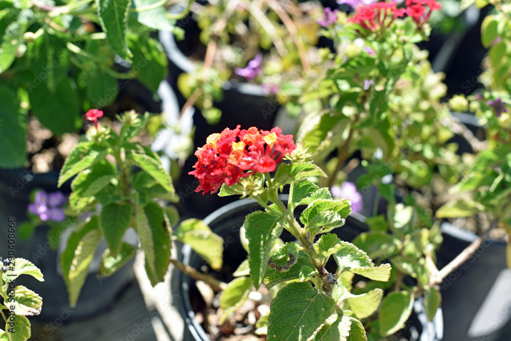 Confetti Lantana