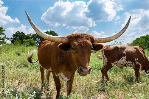 Closeup of brown Longhorn bull with spotted cow