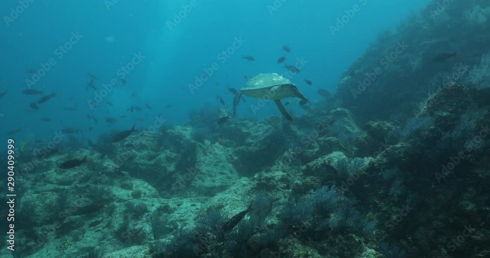 Green Turtle, (Chelonia mydas) swimming on the reefs of the Sea of Cortez, Baja California Sur, Mexico. Green Turtle, (Chelonia mydas) swimming on the reefs of the Sea of Cortez, Baja California Sur, Mexico.