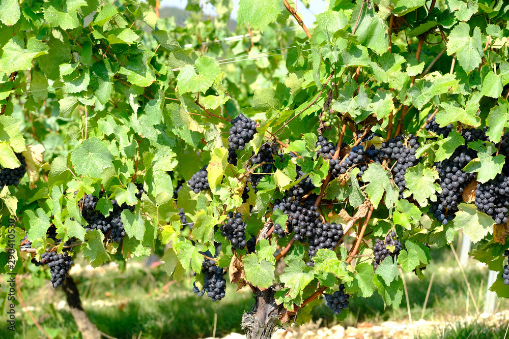 New harvest of blue, purple or red wine or table grape, hand holding bunch of ripe grape on green grape plant background