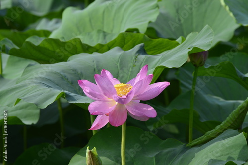 Blooming lotus flowers in the park