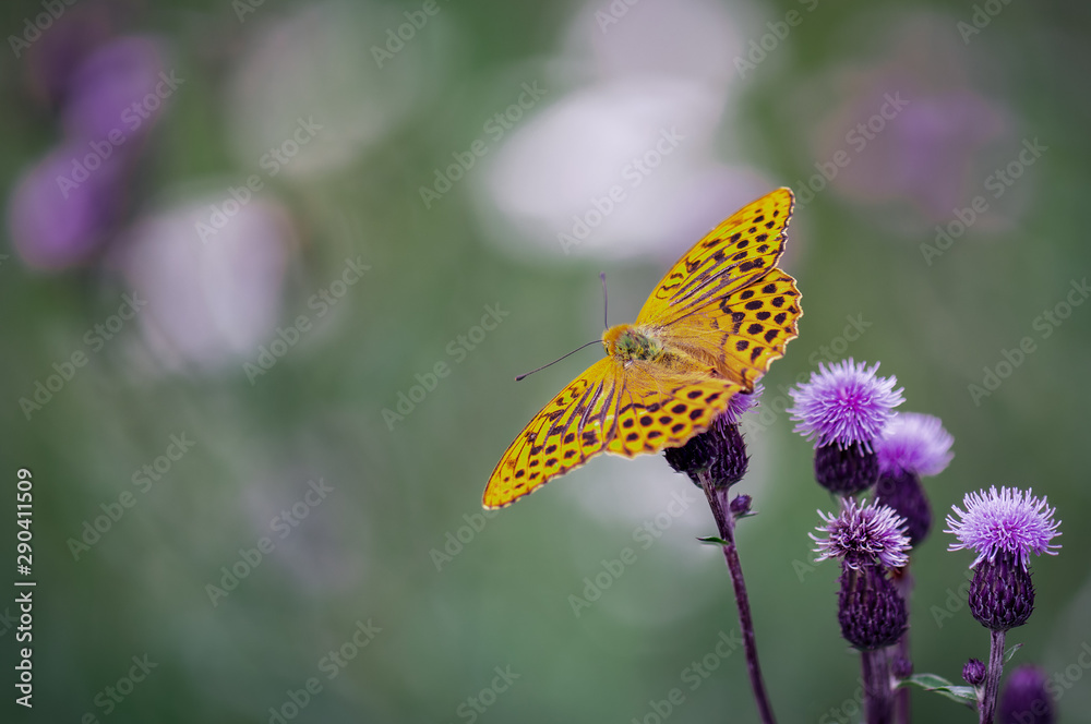 Naklejka premium butterfly on a flower