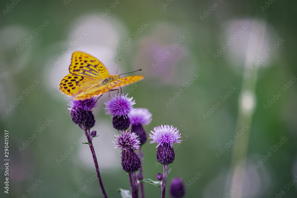 butterfly on a flower