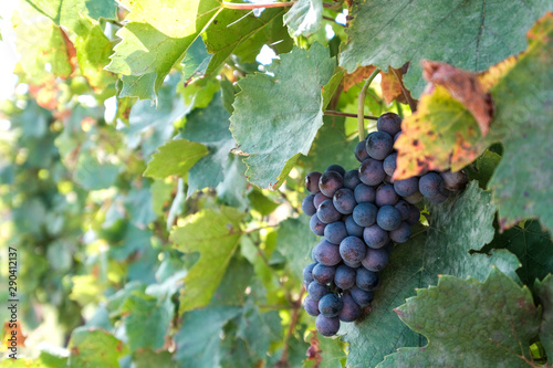 Wallpaper Mural New harvest of blue, purple or red wine or table grape, hand holding bunch of ripe grape on green grape plant background Torontodigital.ca